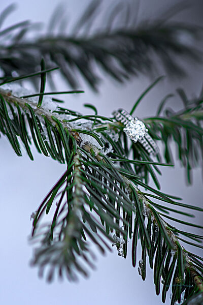 Nichols and Dimes Photography