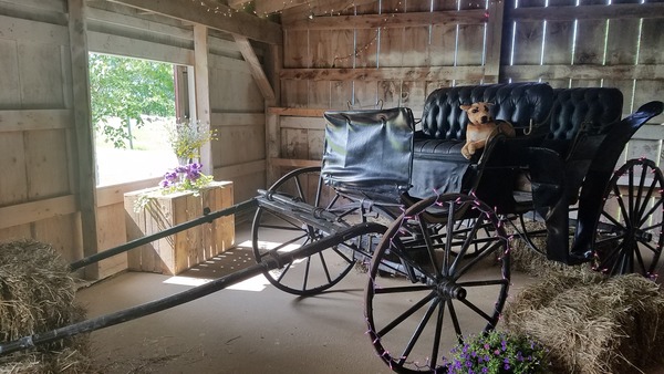 The Vermont Wedding Barn at Champlain Valley Alpacas