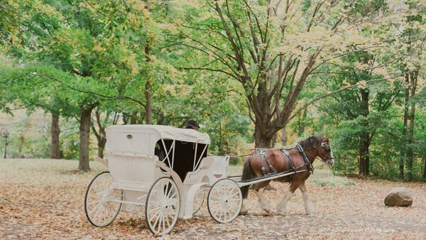 Stanleys Olde Maple Lane Farm