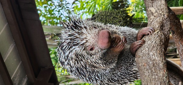 Nyami Nyami River Lodge at The Brevard Zoo