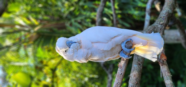 Nyami Nyami River Lodge at The Brevard Zoo