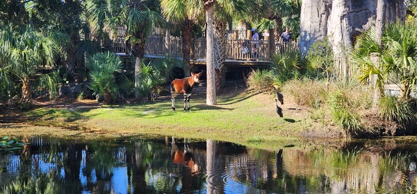 Nyami Nyami River Lodge at The Brevard Zoo