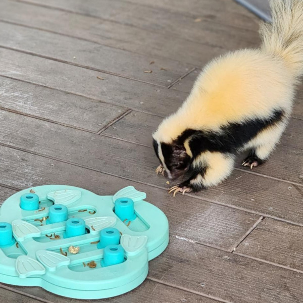 Nyami Nyami River Lodge at The Brevard Zoo