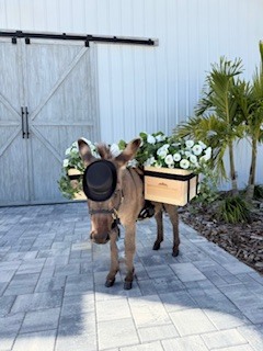 Whispering Palms Barn