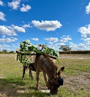 Whispering Palms Barn