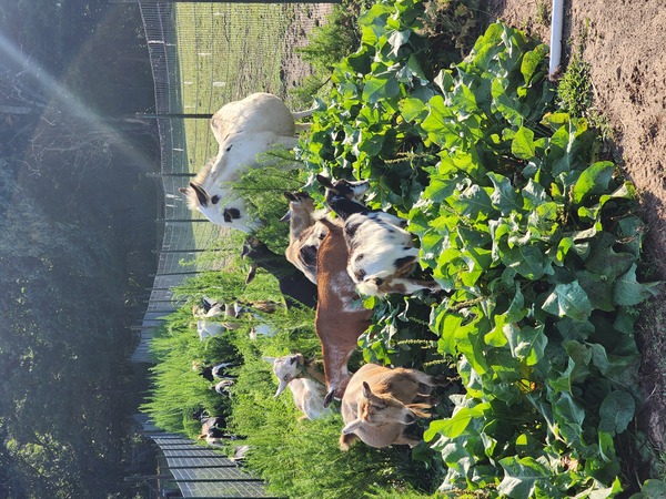 Terrell Farm & Events