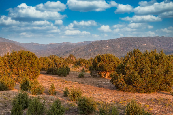 Wind Walker Homestead