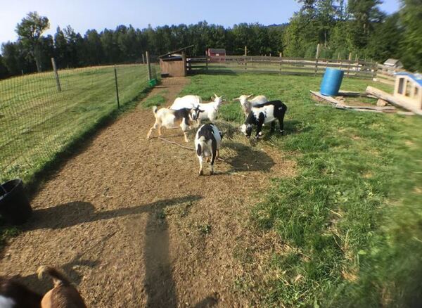 Browns Ridge Family Farm