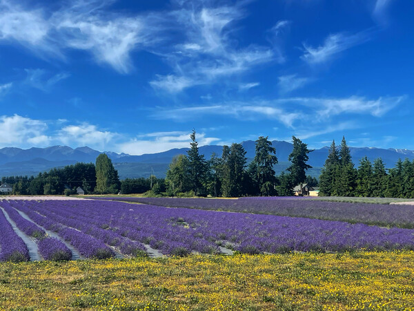 Flatiron Fields