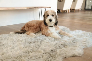 The Doggy Den
