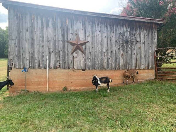 Sperryville at Copper Oasis Farm