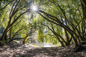The Grove - Ceremony Site