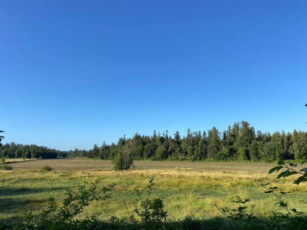 Honeymoon Farm