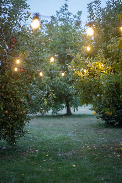 Honeymoon Farm