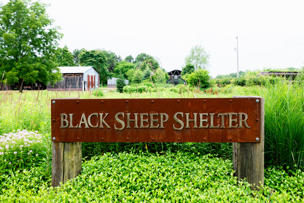 Black Sheep Shelter