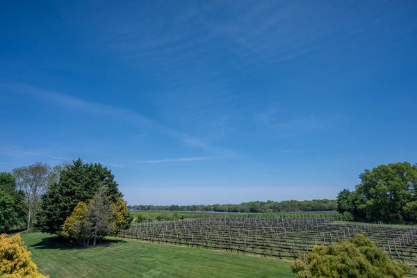 The Vineyards at Aquebogue