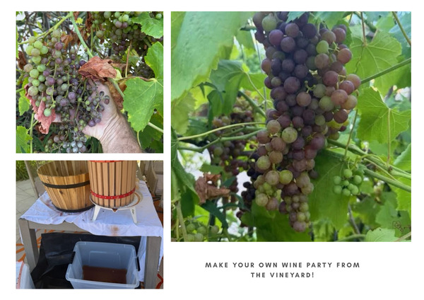 * SD Mansion, Estate, Pool/Hot Tub, Game Room & Vineyard with Optional Event Planning Experience *
