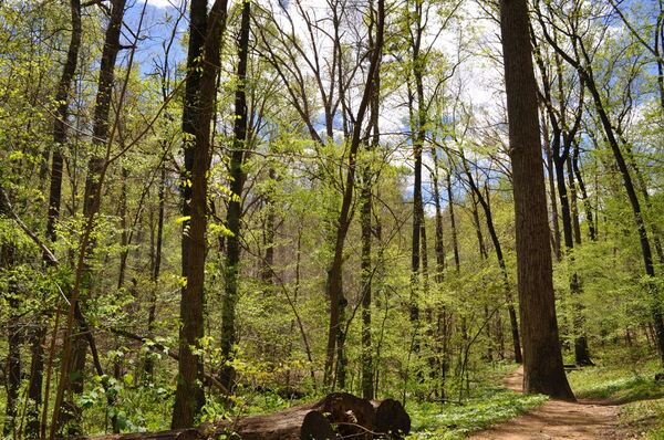 Forest Theatre at The University of North Carolina at Chapel Hill
