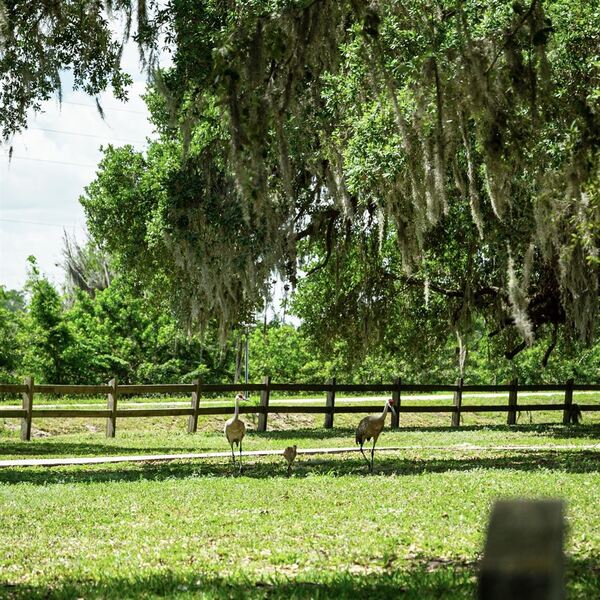 Boggy Creek Airboat Rides