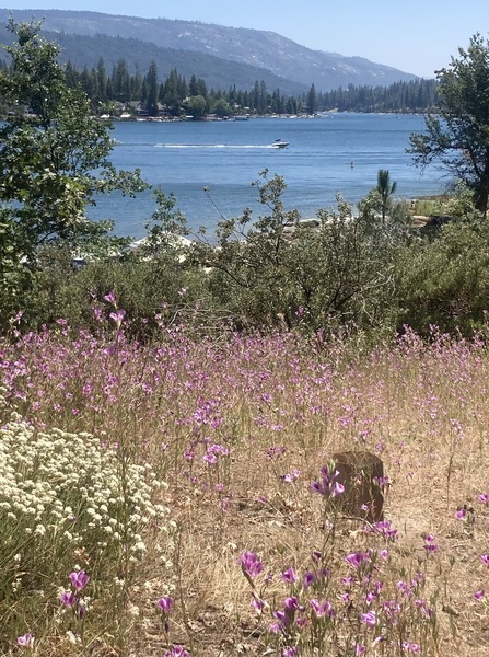 Bass Lake Dream Wedding