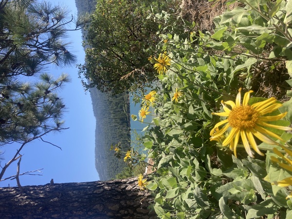 Bass Lake Dream Wedding