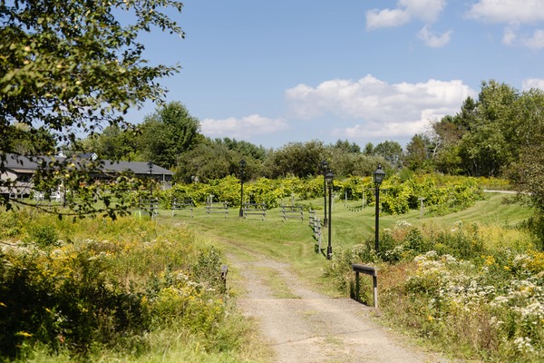 Beaver Creek Vineyard
