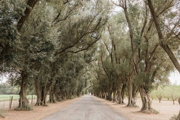 Hidden Grove