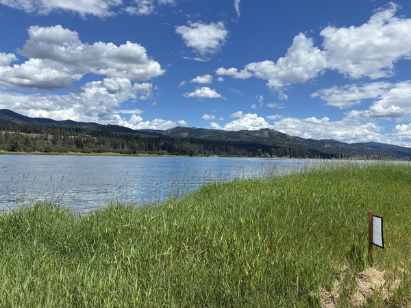 Meadow by the River