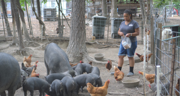 Jireh Family Farm