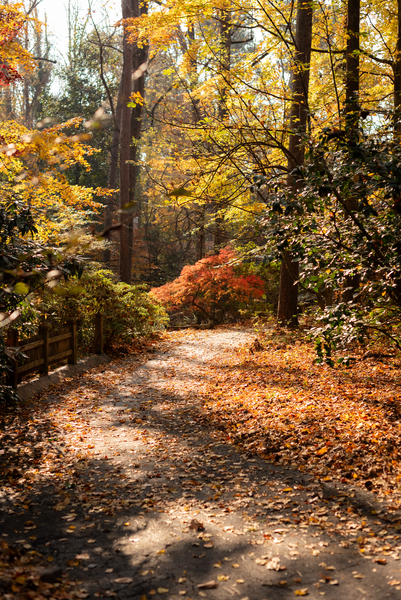 Woodlands Garden
