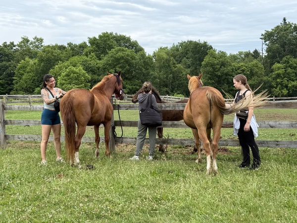 Maple Farm Adventure