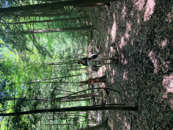Maple Farm Adventure