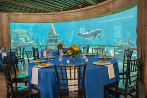 Dolphin Underwater Viewing