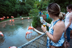 Flamingo Lagoon