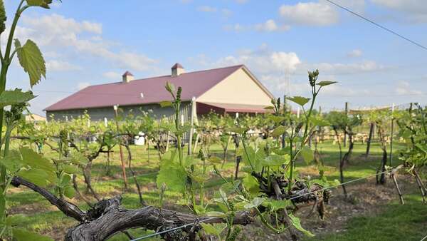 Echo Spirits On Vine - (R&S Vineyard)