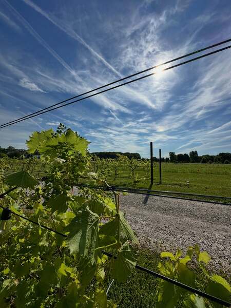 Echo Spirits On Vine - (R&S Vineyard)