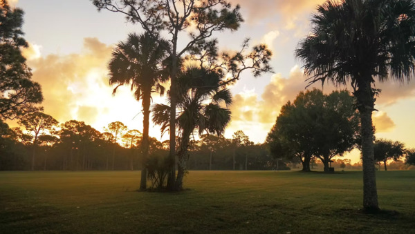 Sunshine Grove