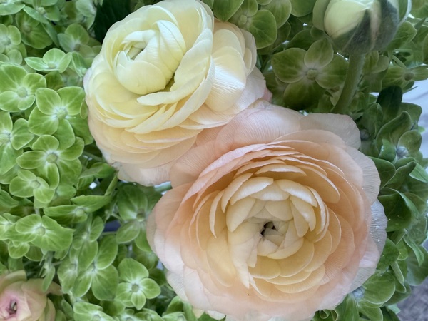 Petite Petal