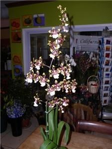 Manning Florist