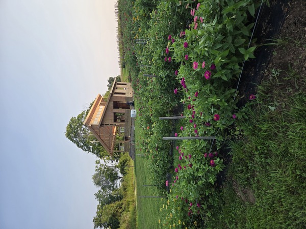 Fox and the Buck Farm