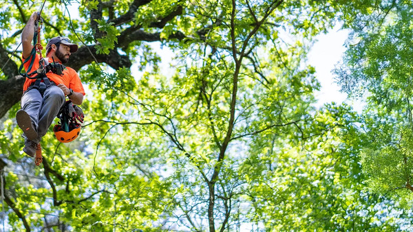 The Trinity Forest Adventure Park