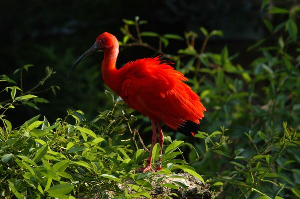 Santa Ana Zoo