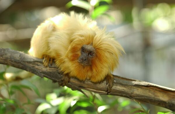 Santa Ana Zoo