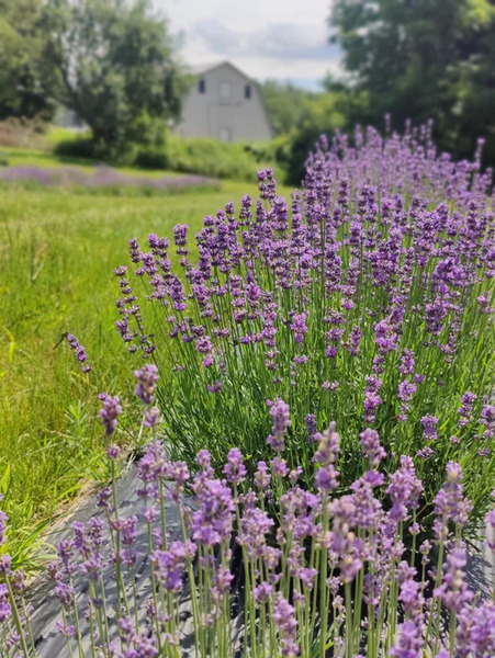 Sunshine Village Lavender Farm