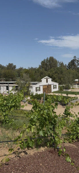 Wild Rose Ranch
