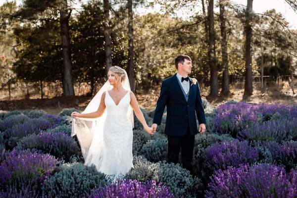 King George Lavender