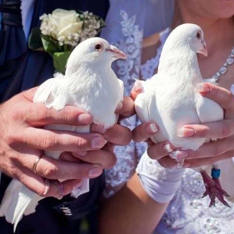White Wings Dove Release