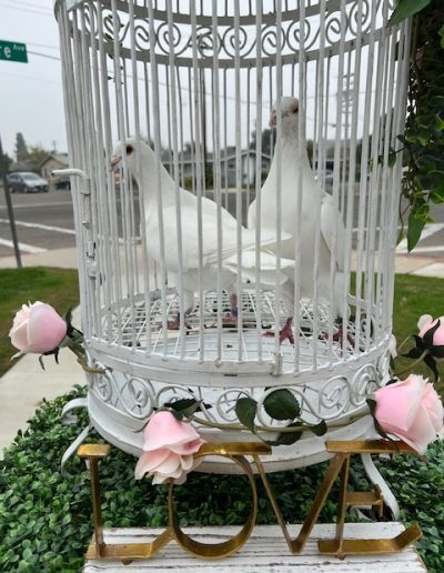 White Wings Dove Release