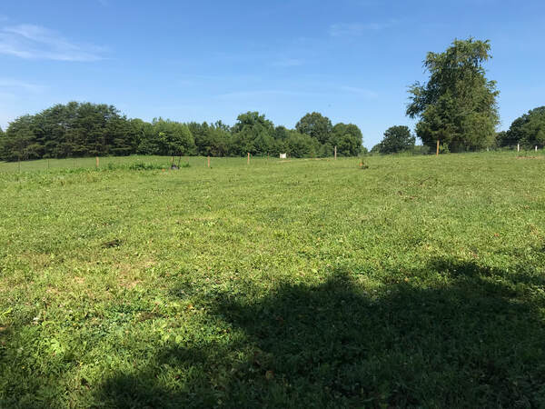Dogwood Knoll Farm