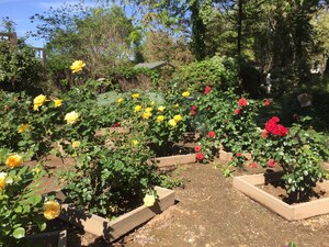 Frazier Gardens outdoor